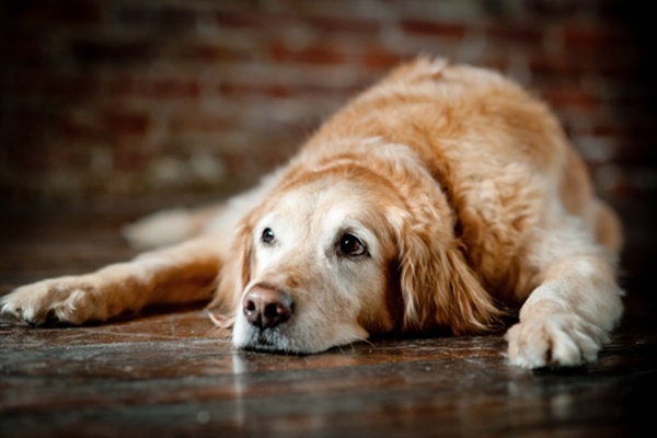 cane golden retriever color miele