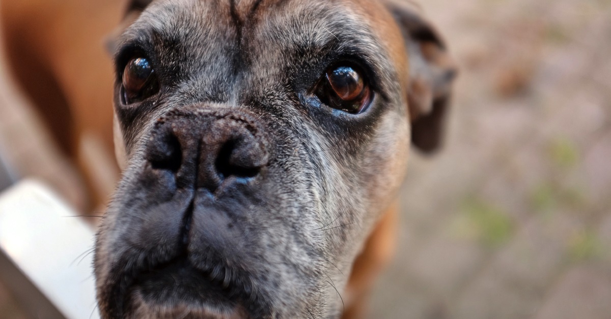 Cosa sapere sul tuo cane di 16 anni: tutte le necessità e le cure