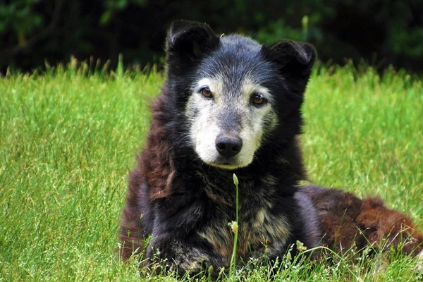 cane anziano disteso sul prato