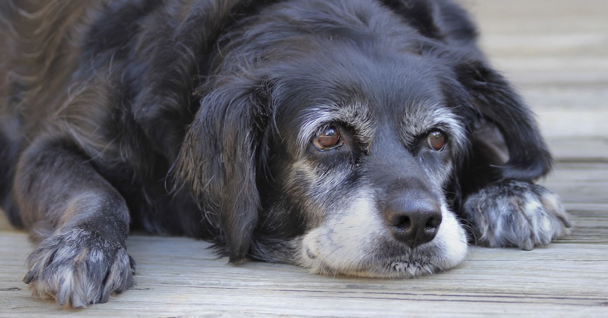 Cosa sapere sul tuo cane di 17 anni: cure, attenzioni e bisogni