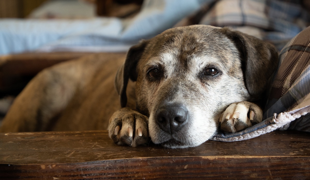 cane anziano e problemi di salute