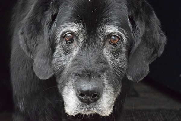 sguardo dolce del cane