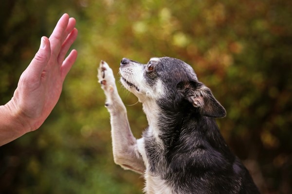 cane chihuahua che da la zampa