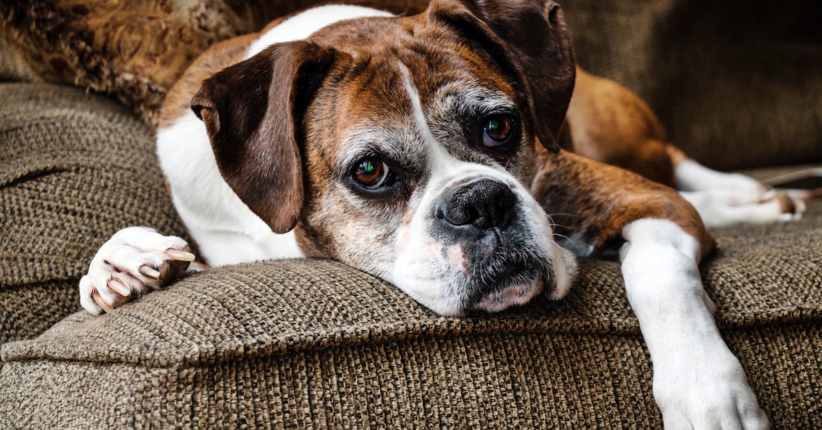 Cosa sapere sul tuo cane di 18 anni: tutte le cure, i dettagli, le attenzioni