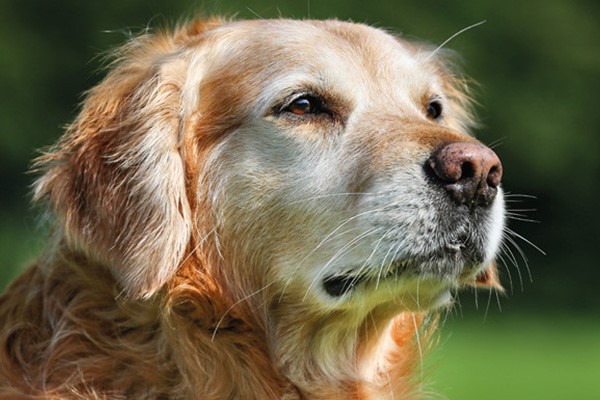 labrador retriever