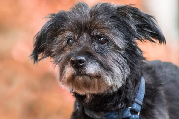 cane anziano di piccola taglia