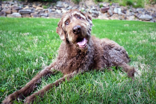 cane anziano disteso sul prato