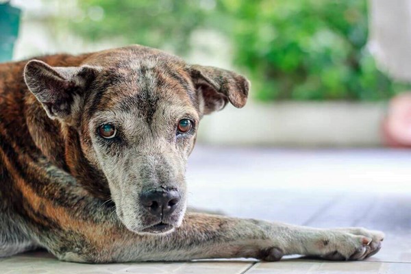 cane ammalato e vecchio