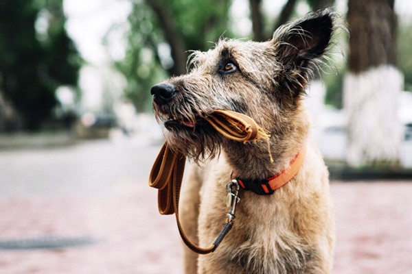 passeggiata cn il cane al guinzaglio