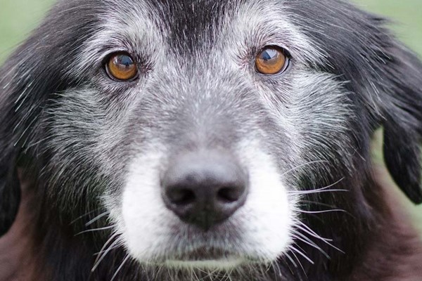 cane anziano con il pelo grigio