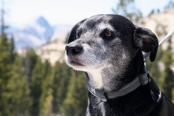 cane anziano deve fare passeggiate