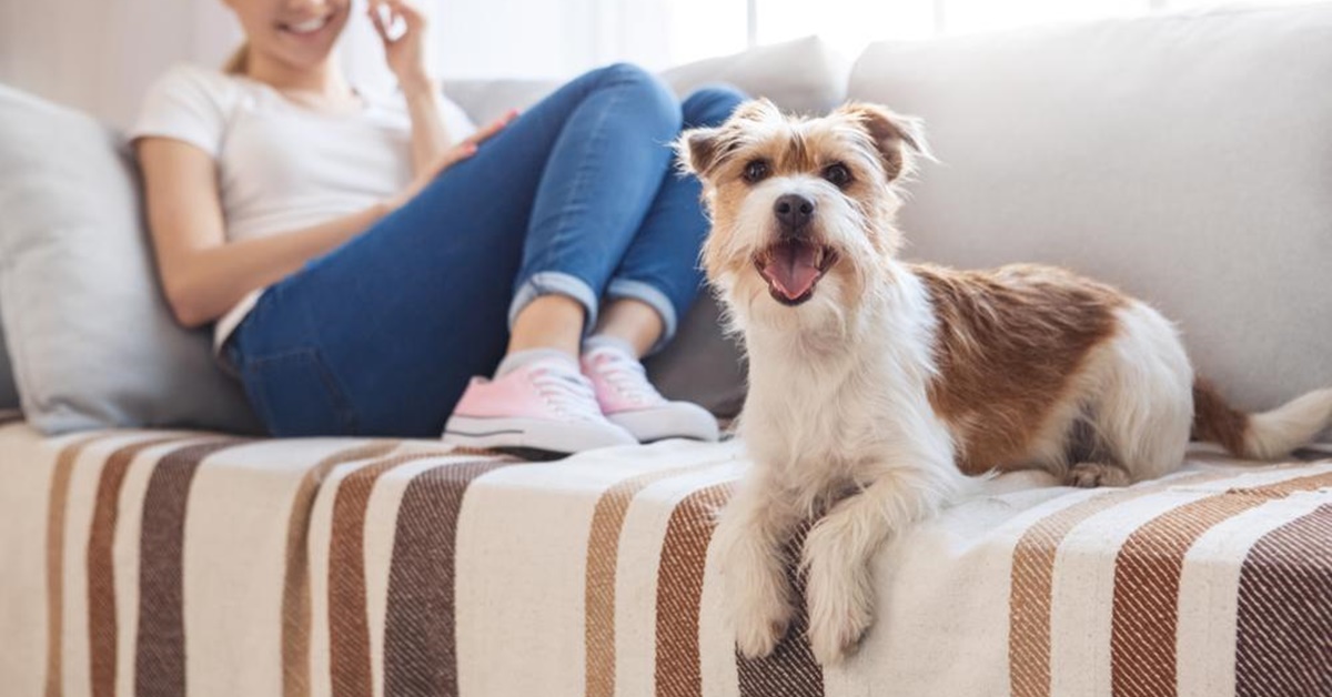 Cosa sapere sul tuo cane di 6 anni: tutte le cure e le necessità