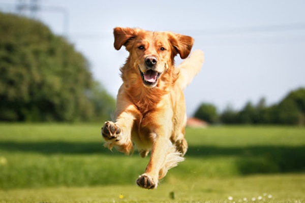 golden retriever che corre sul prato