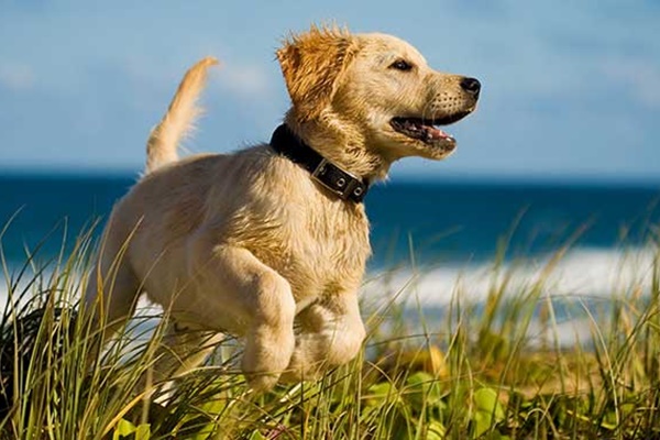 cane che corre in spiaggia