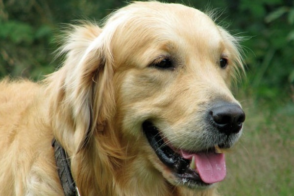 golden retriever adulto