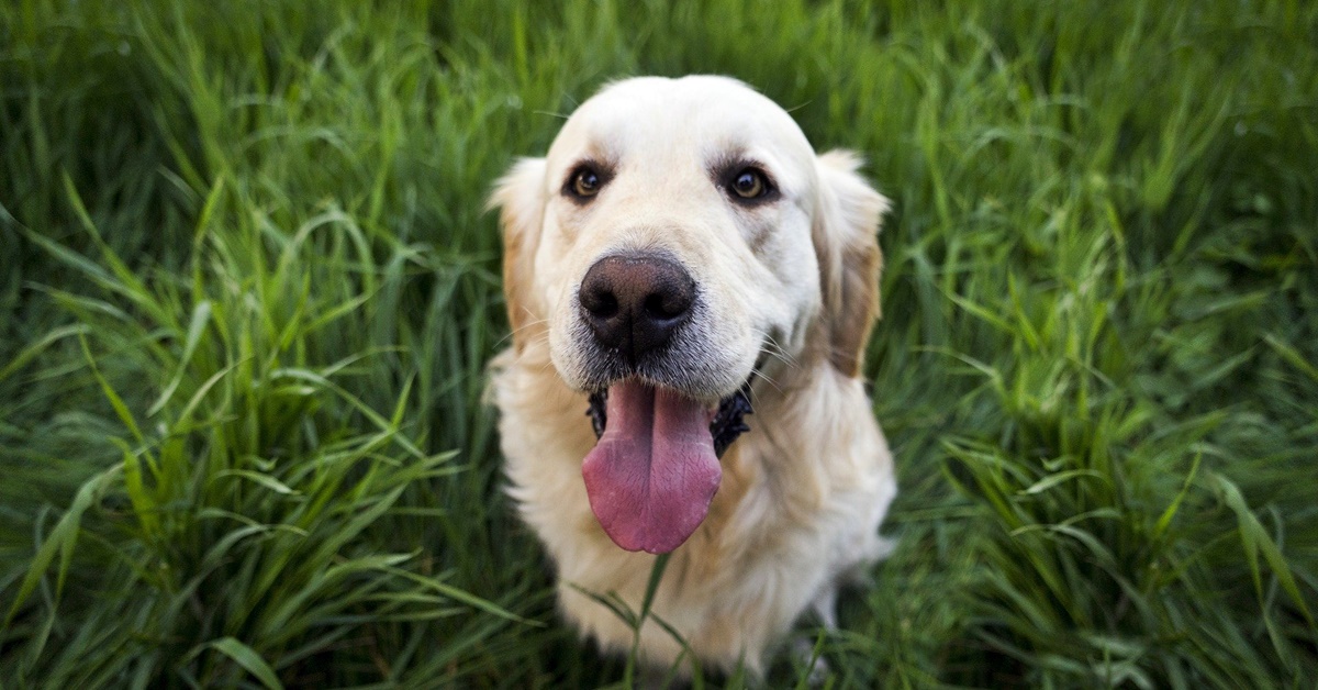 Cosa sapere sul tuo cane di 7 anni: cure, attenzioni e bisogni