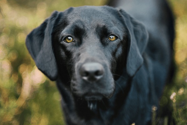 cane con il mantello nero