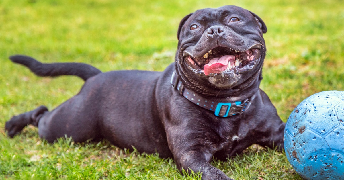 Cosa sapere sul tuo cane di 8 anni: cure, attenzioni e dettagli