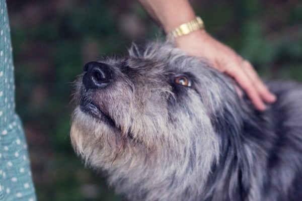 accarezzare la testa del cane