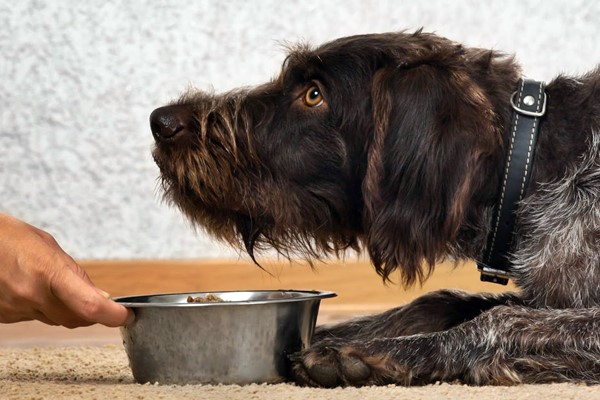 alimentazione per il cane adulto