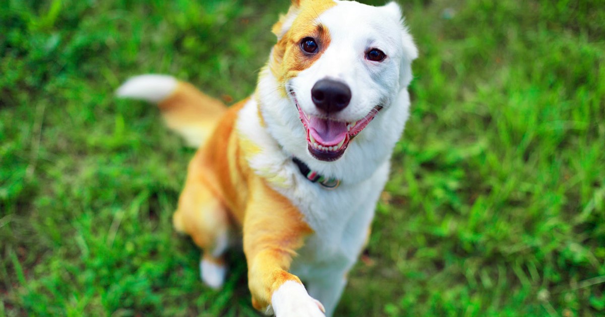 Cosa sapere sul tuo cane di 9 anni: necessità, bisogni, cure