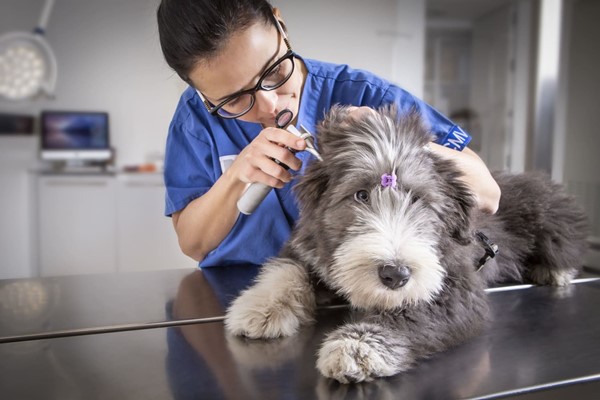 visita del cane dal veterinario