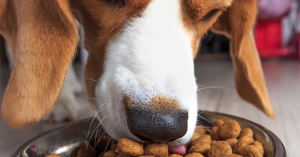 cane mangia