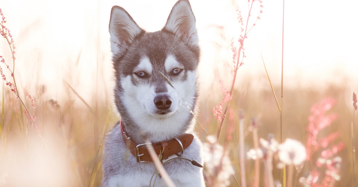 cane husky