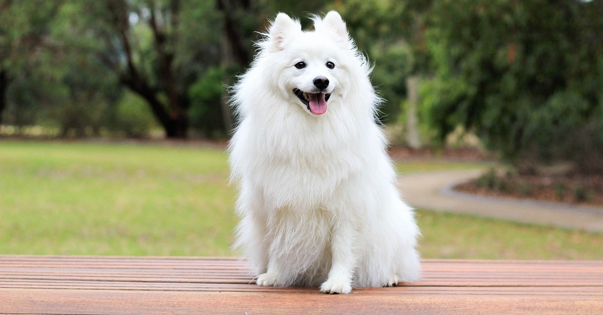 Cosa sapere sul tuo cane di 5 anni: bisogni, cure e necessità