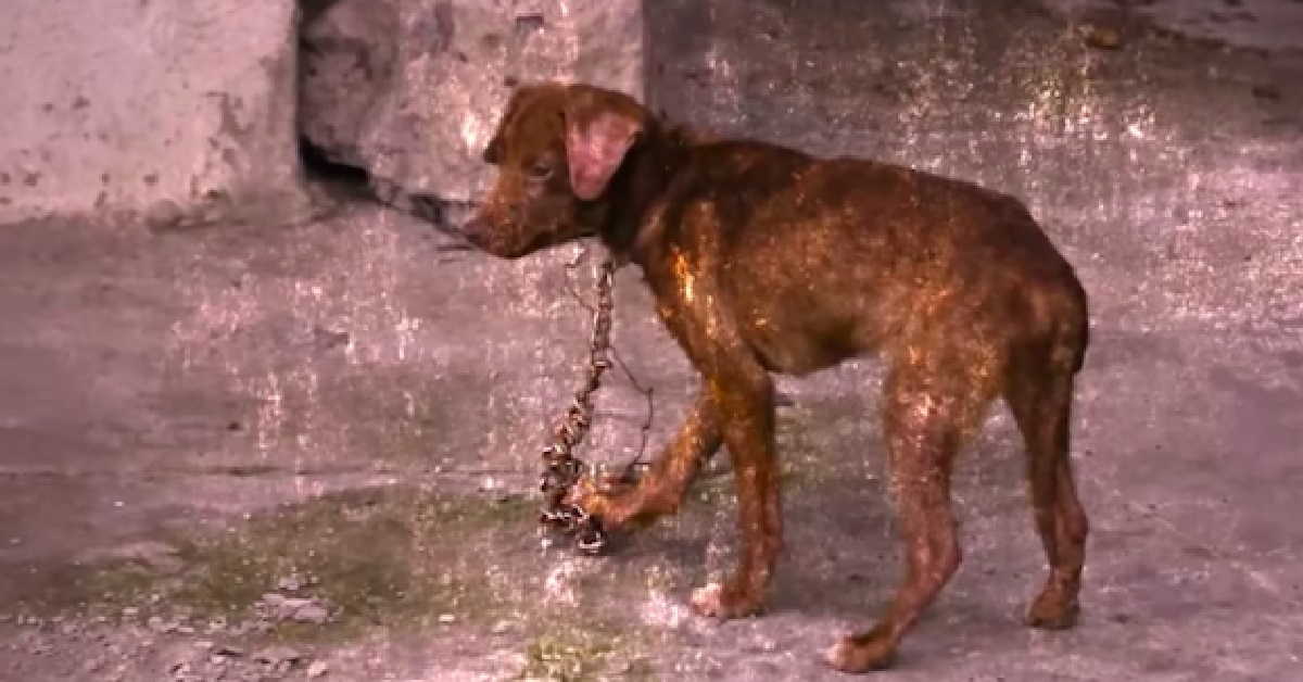 Cane salvato furtivamente dalle grinfie della proprietaria durante la notte