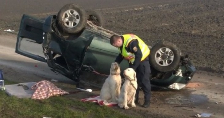 cani-incidente-ospedale