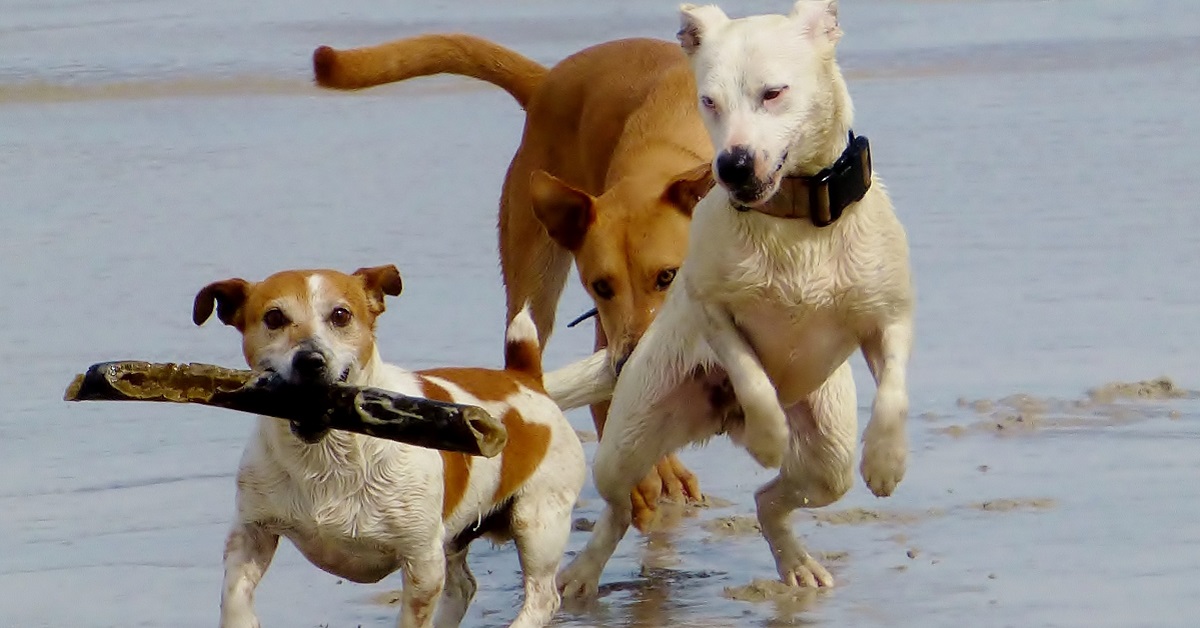 10 cose che i cani fanno per divertimento: ecco quali sono