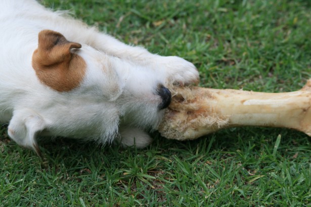 cane che gioca con osso
