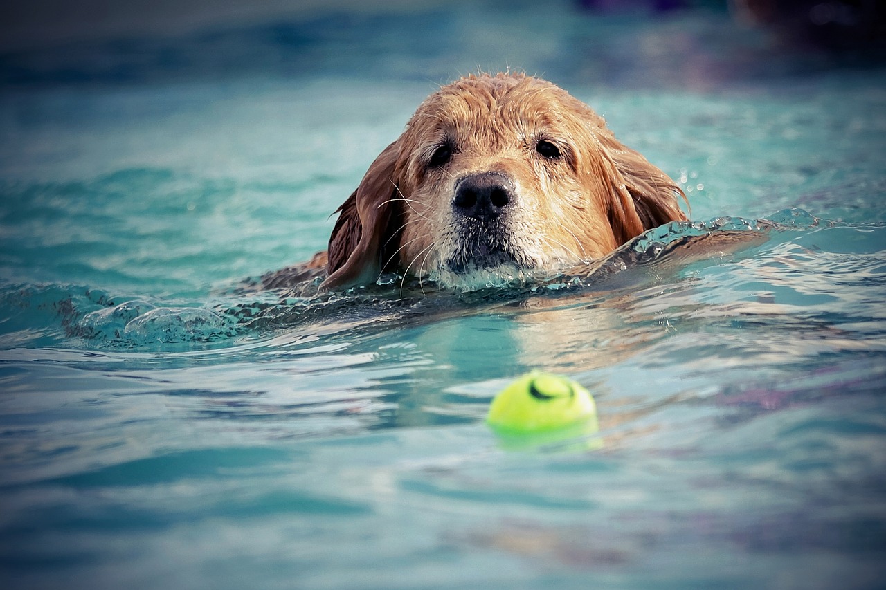 cane in acqua con pallina