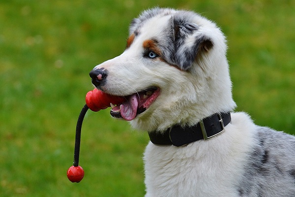 cane con gioco in bocca