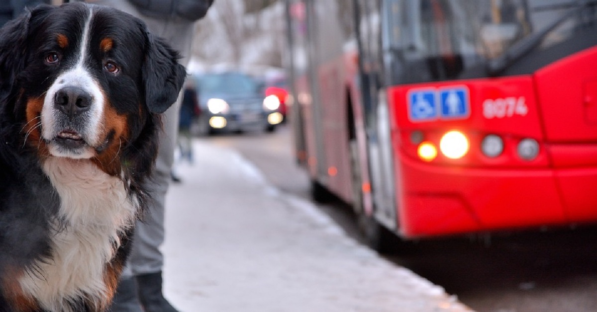 Cucciolo aspetta la fermata del bus per ricevere il solito regalo dell’autista