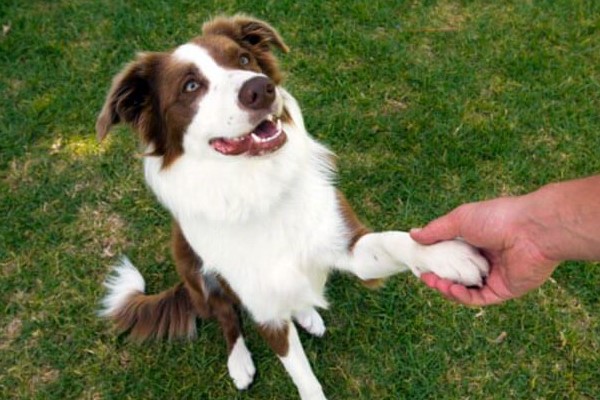 cane che da la zampa