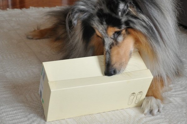 cane gioca con una scatola