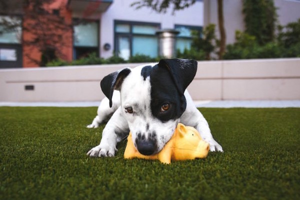 giochi per cani