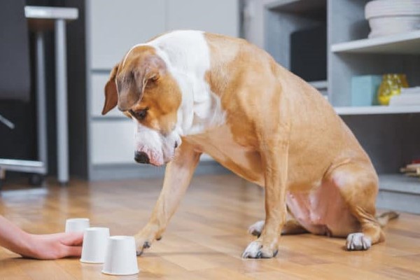 giochi stimolanti per il cane