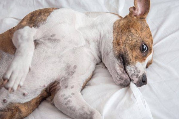 cane rotola nella coperta