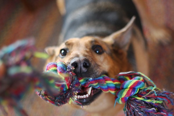 pallacorda per il cane