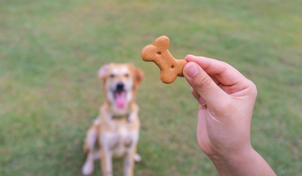 biscotti per cani