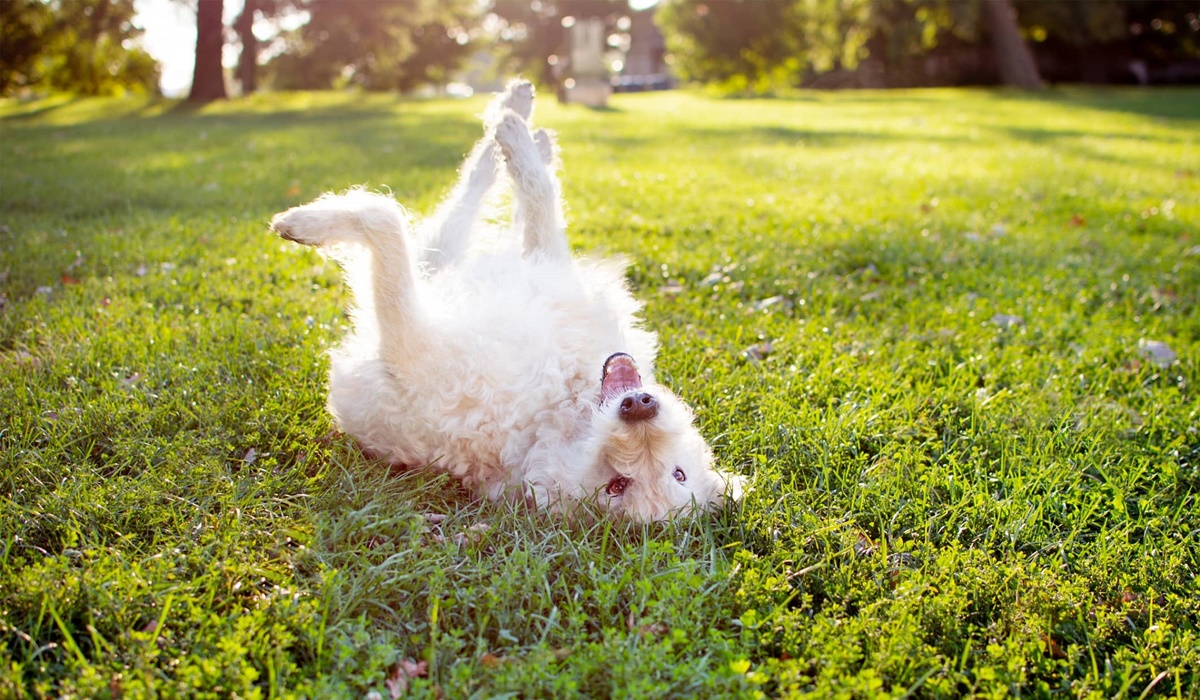 cane bianco rotola sull'erba