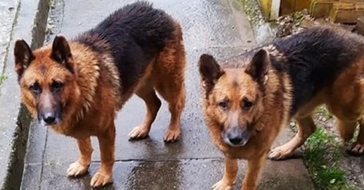 I cani dell’uomo malato di tumore cercano disperatamente casa