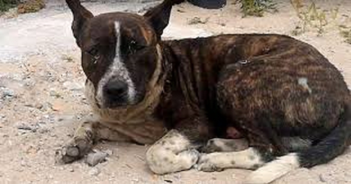 Il cane con il cuore spezzato aspetta l’aiuto di qualcuno per un anno intero