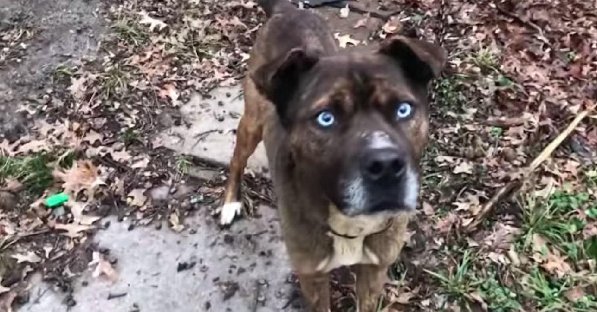 Il cane dagli occhi azzurri viene salvato da fine certa