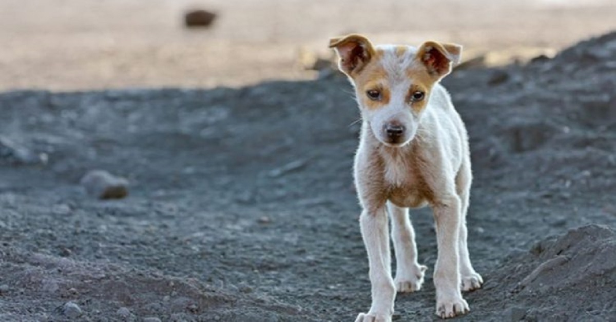 Il cane dorme abbracciato al suo amico, l’immagine commuove la rete