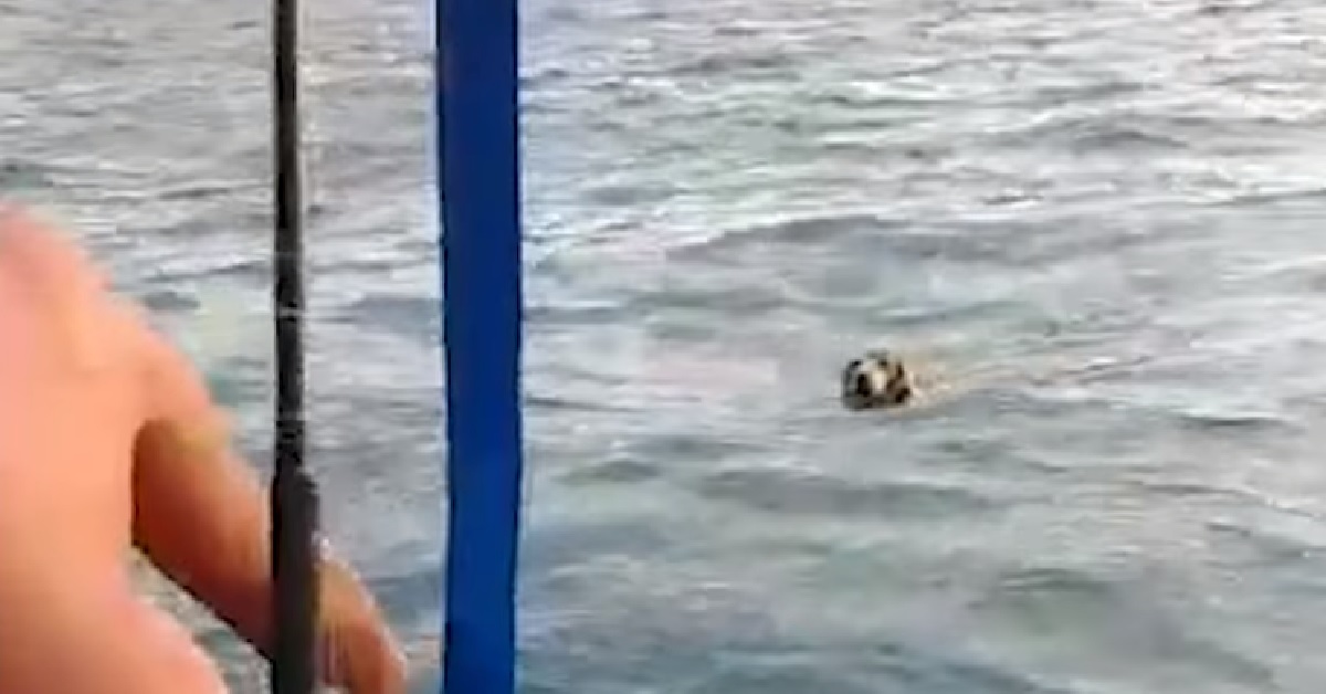 Il cane è disperatamente in balia del mare, dei pescatori lo salvano
