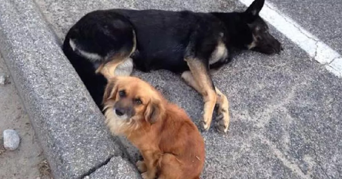 Il cane randagio rimane vicino alla sua amica incinta per proteggerla